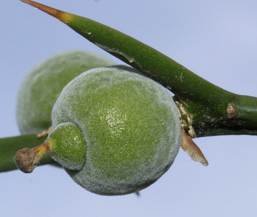 Image of Poncirus trifoliata specimen.