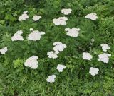 Achillea grandifolia