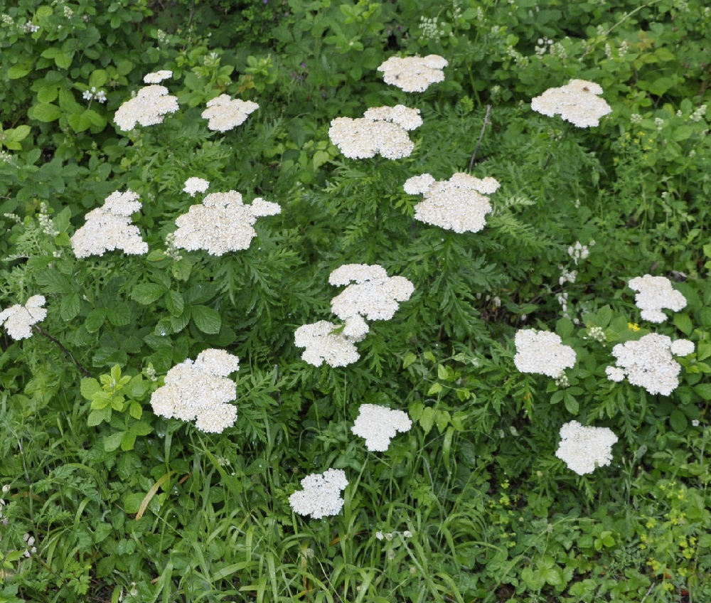 Image of Achillea grandifolia specimen.