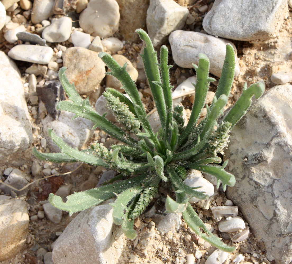 Image of Plantago crypsoides specimen.