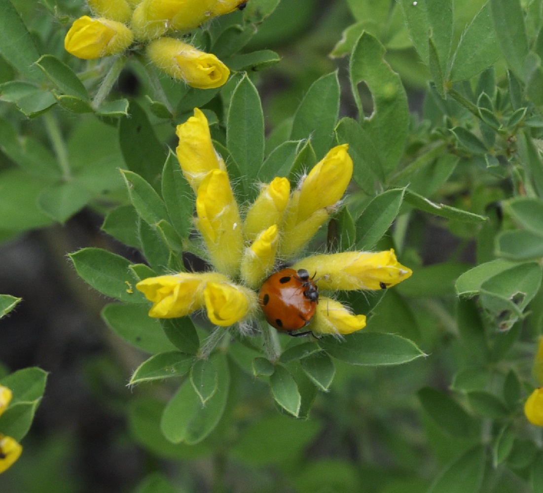 Image of genus Chamaecytisus specimen.