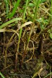 Carex drymophila