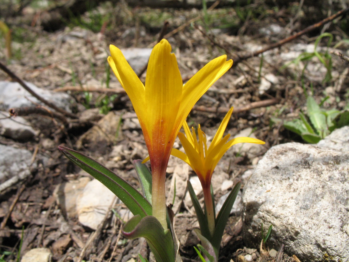 Изображение особи Colchicum luteum.