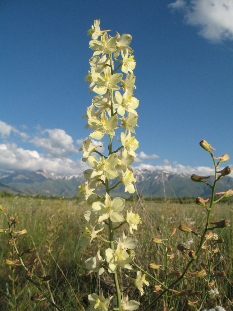 Image of Delphinium semibarbatum specimen.