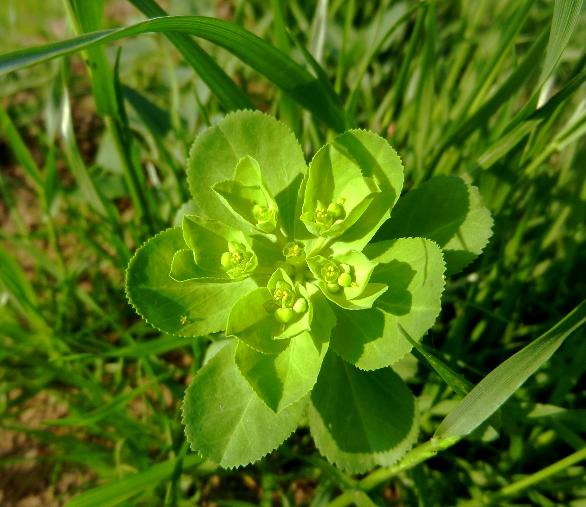 Image of Euphorbia helioscopia specimen.