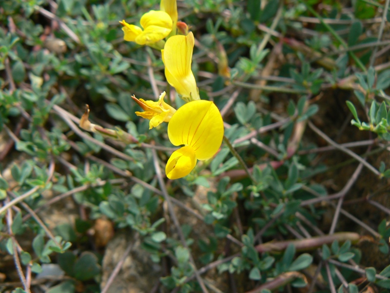 Image of Lotus ruprechtii specimen.