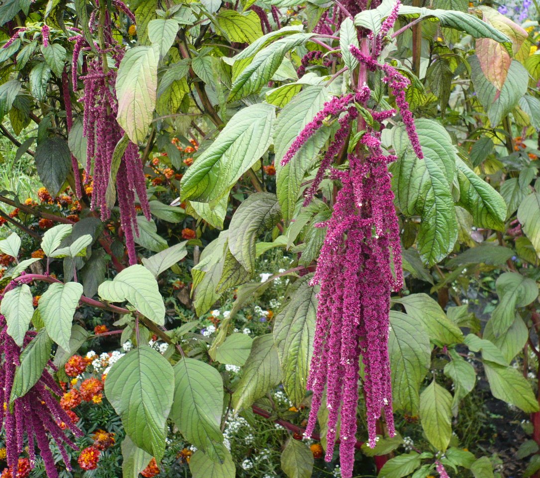 Image of Amaranthus caudatus specimen.