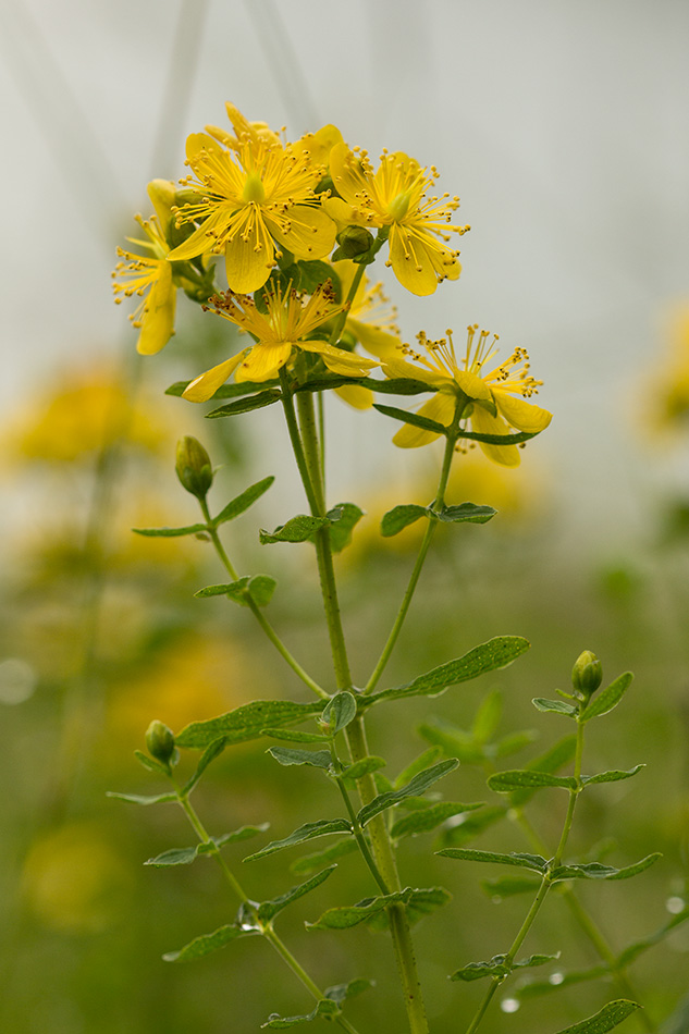 Изображение особи Hypericum maculatum.