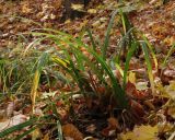 Смотреть изображение Carex pilosa