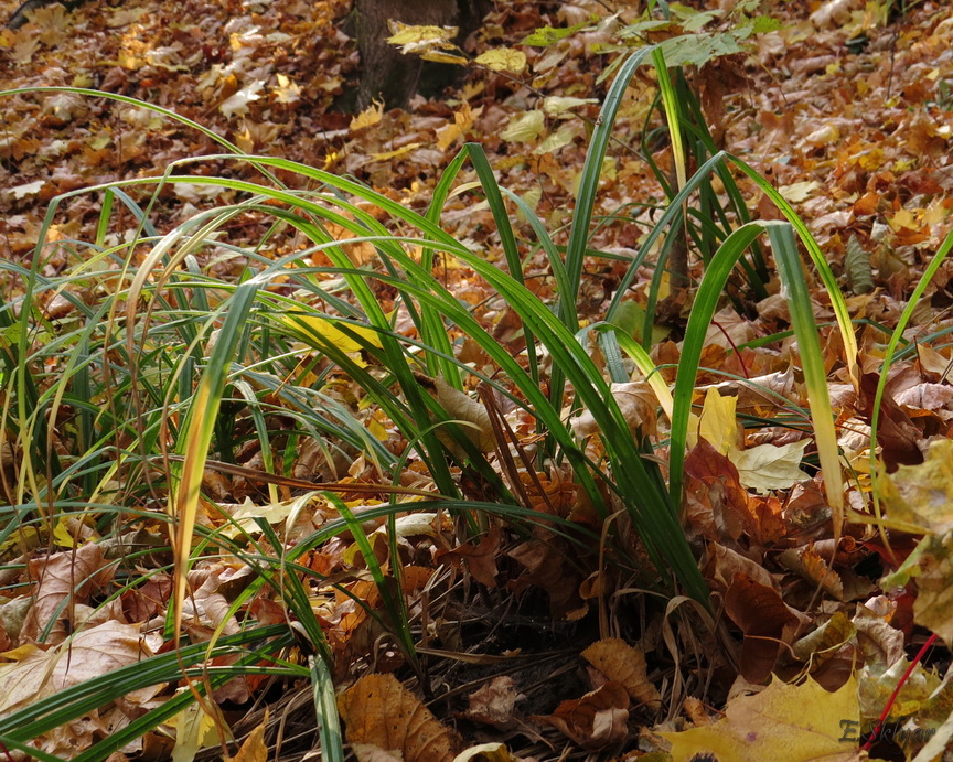 Image of Carex pilosa specimen.