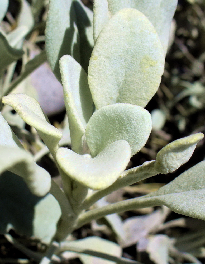 Image of Inula heterolepis specimen.