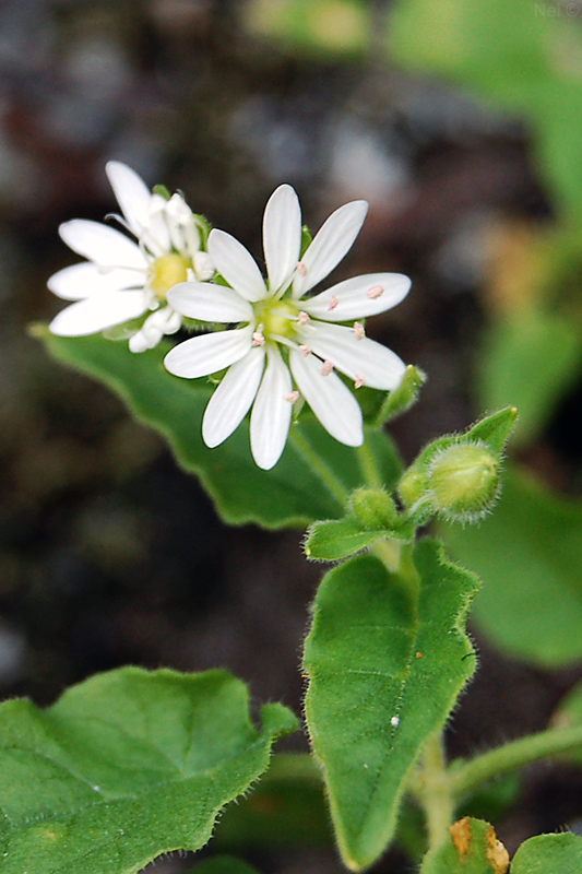 Image of Stellaria bungeana specimen.