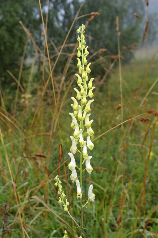 Image of Aconitum barbatum specimen.