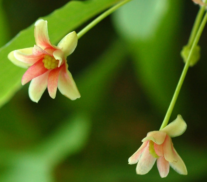 Image of Schisandra chinensis specimen.