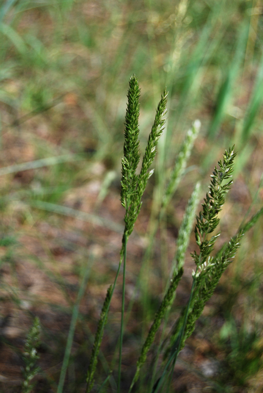 Image of Koeleria macrantha specimen.