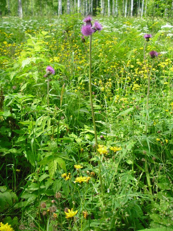 Изображение особи Cirsium heterophyllum.