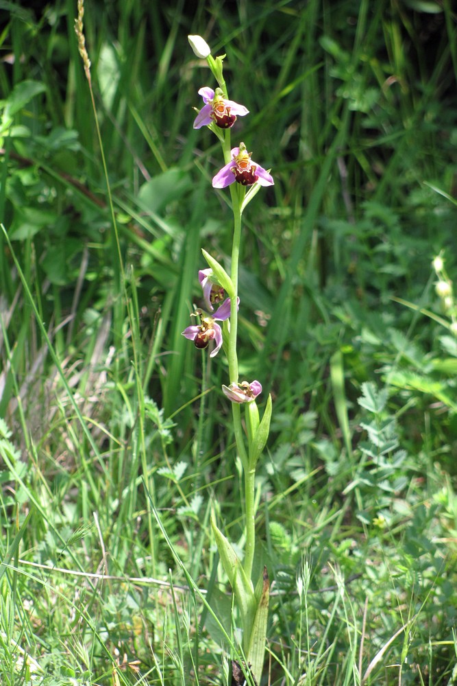 Image of Ophrys apifera specimen.