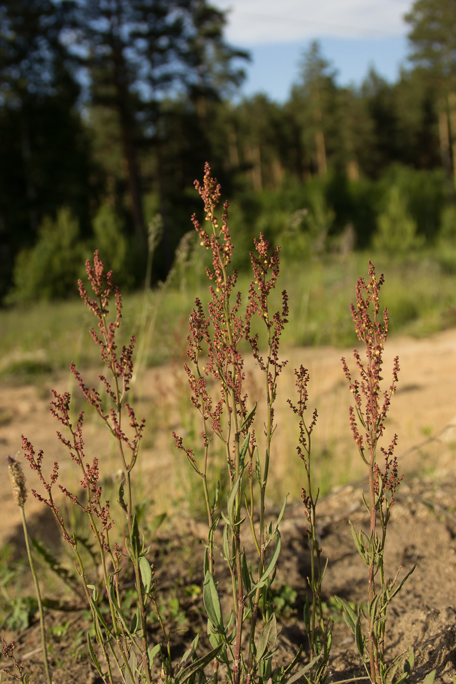 Изображение особи Rumex acetosella.