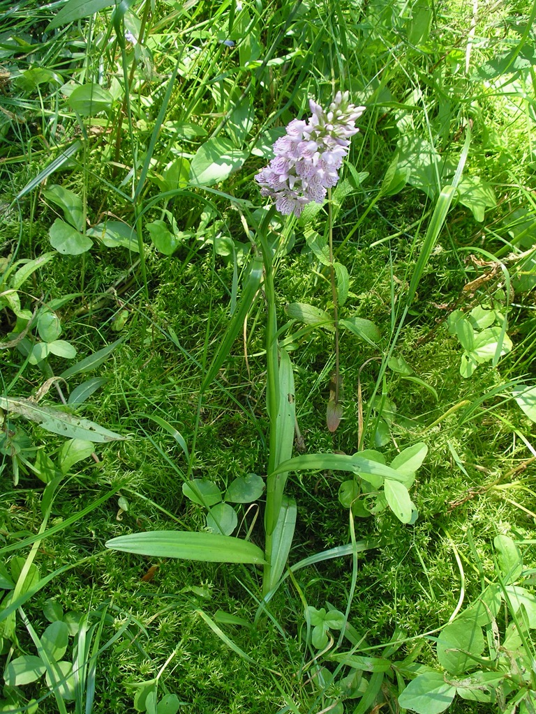 Image of Dactylorhiza maculata specimen.