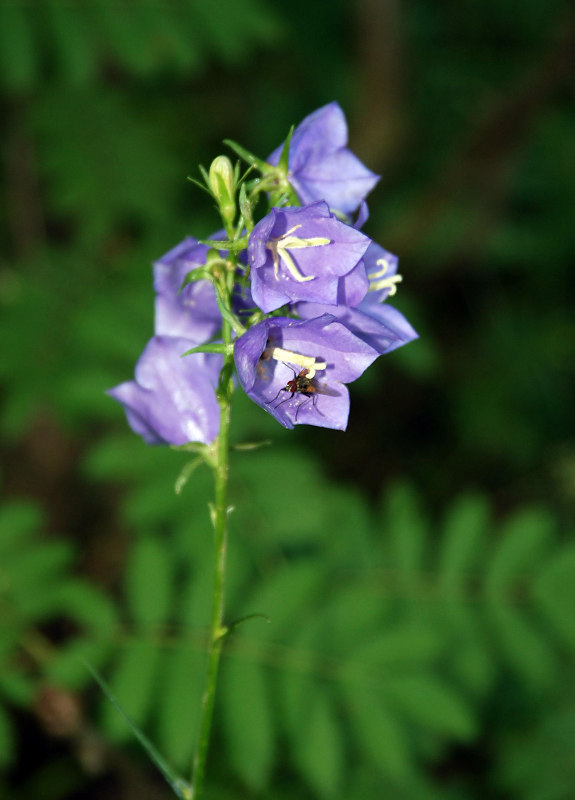 Image of Campanula persicifolia specimen.