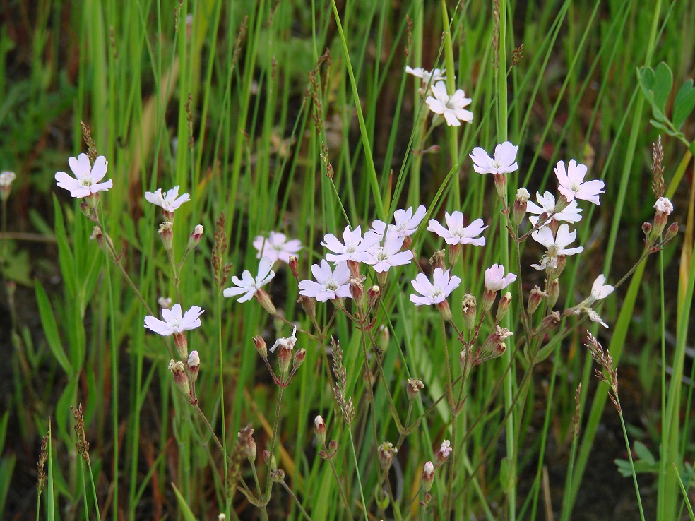 Изображение особи Lychnis sibirica.