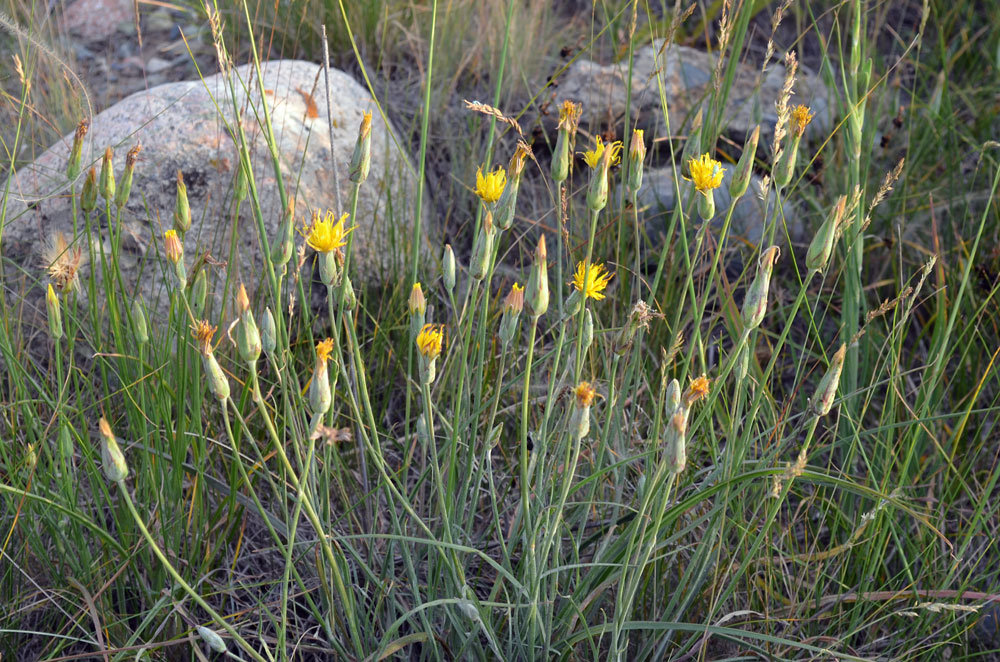 Image of Scorzonera pubescens specimen.