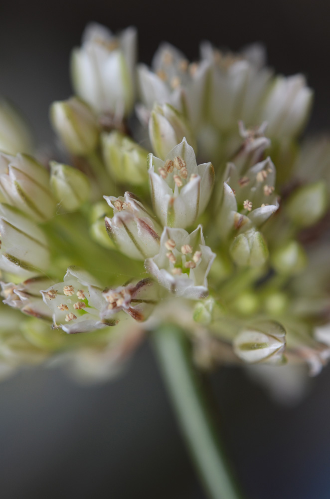 Image of Allium alexandrae specimen.