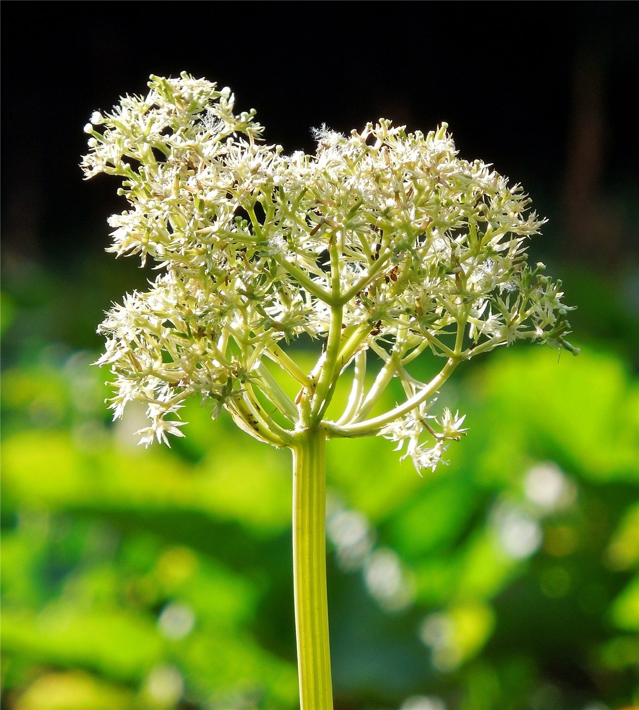 Image of Valeriana tiliifolia specimen.