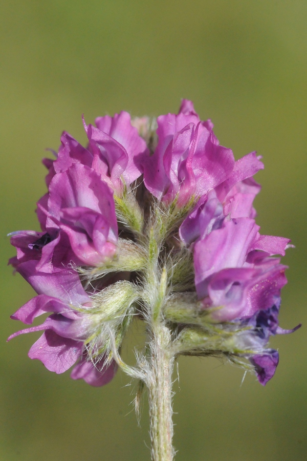 Image of genus Oxytropis specimen.