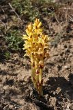 Orobanche sordida. Цветущее растение. Южный Казахстан, горы Алатау (Даубаба), Западное ущелье. 08.07.2014.