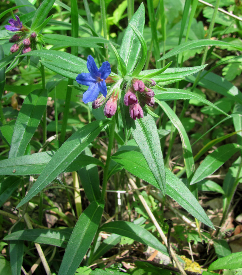 Image of Aegonychon purpureocaeruleum specimen.