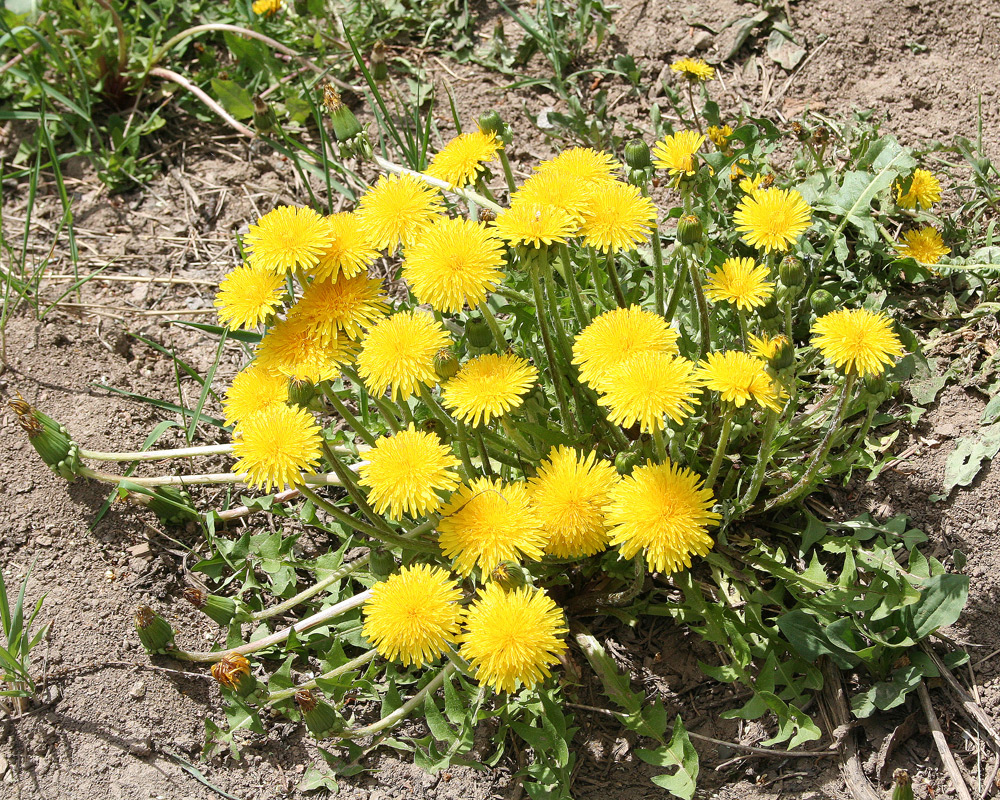 Изображение особи Taraxacum officinale.