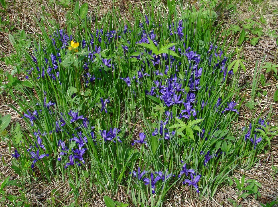 Image of Iris ruthenica specimen.