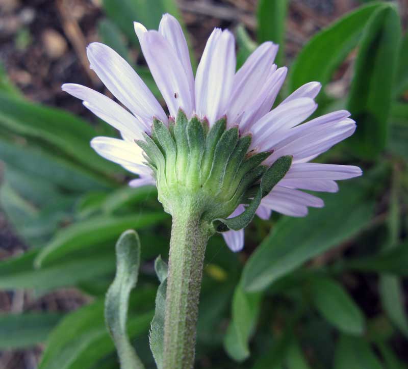 Изображение особи Aster alpinus.