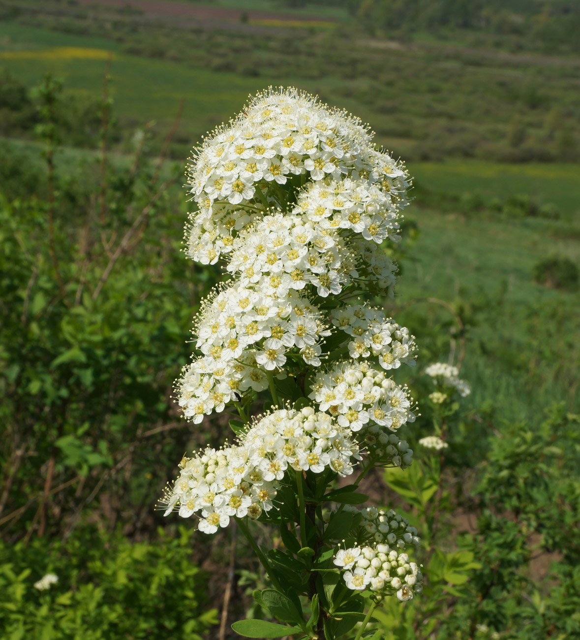 Изображение особи Spiraea media.