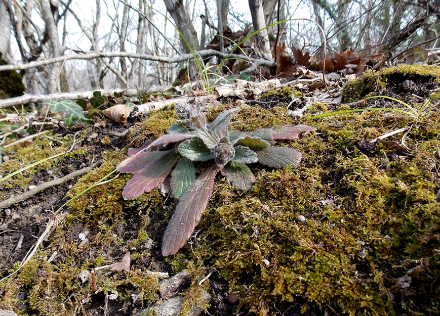 Image of Ajuga orientalis specimen.