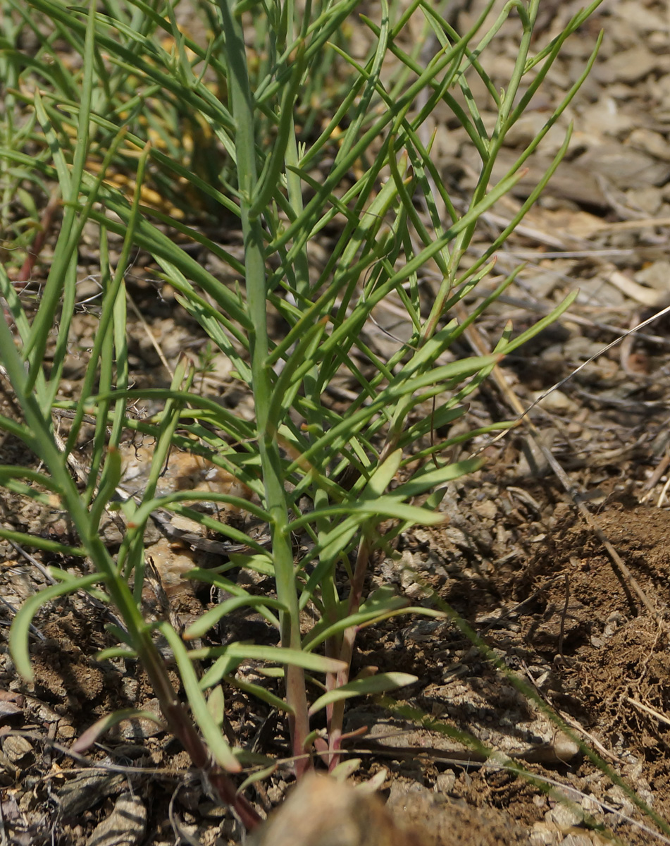 Image of genus Linaria specimen.