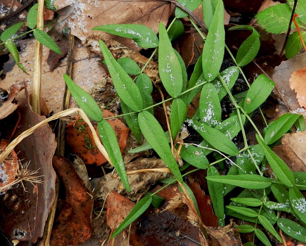 Image of Lathyrus vernus specimen.