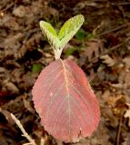 Viburnum lantana