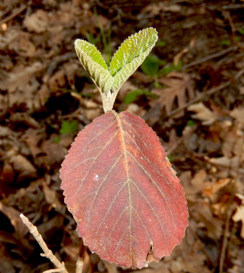 Image of Viburnum lantana specimen.