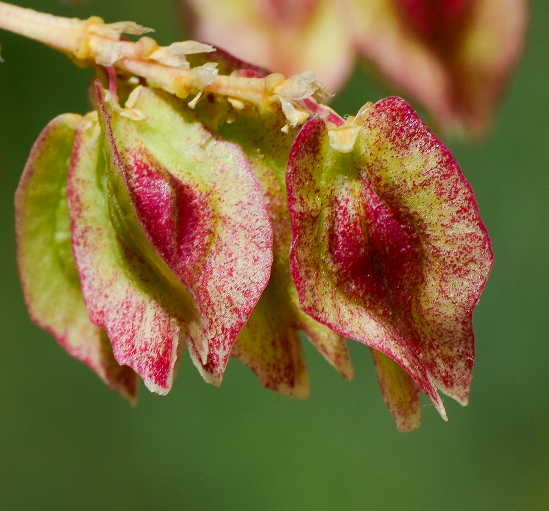 Изображение особи Beaucarnea recurvata.