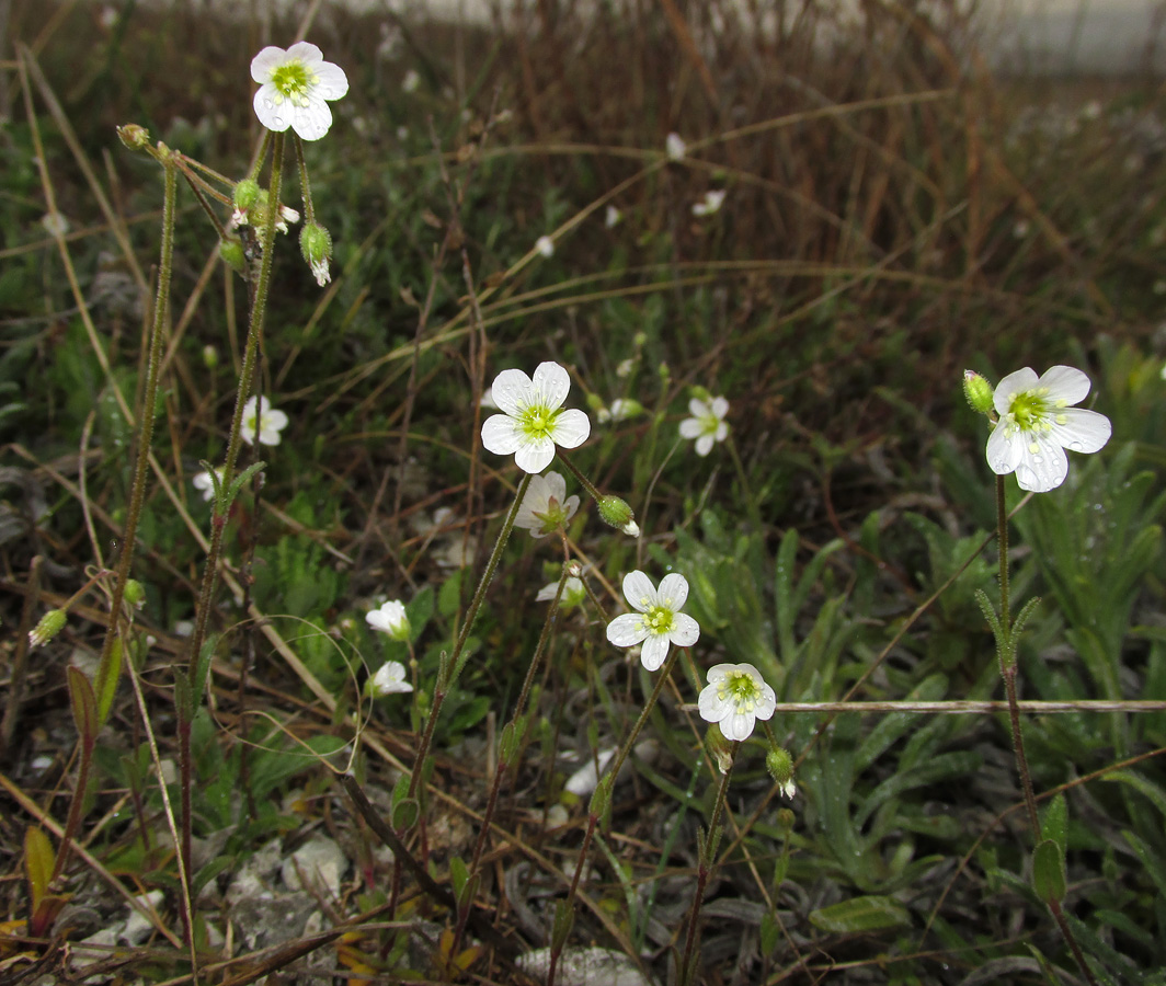 Изображение особи Holosteum glutinosum ssp. liniflorum.