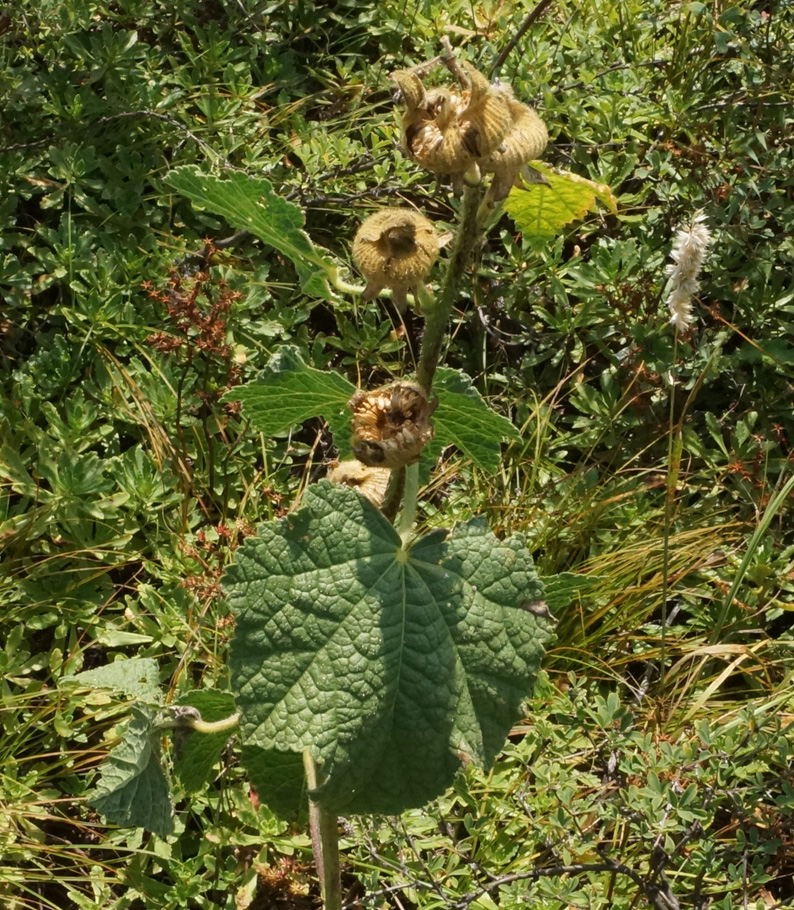 Image of Alcea nudiflora specimen.