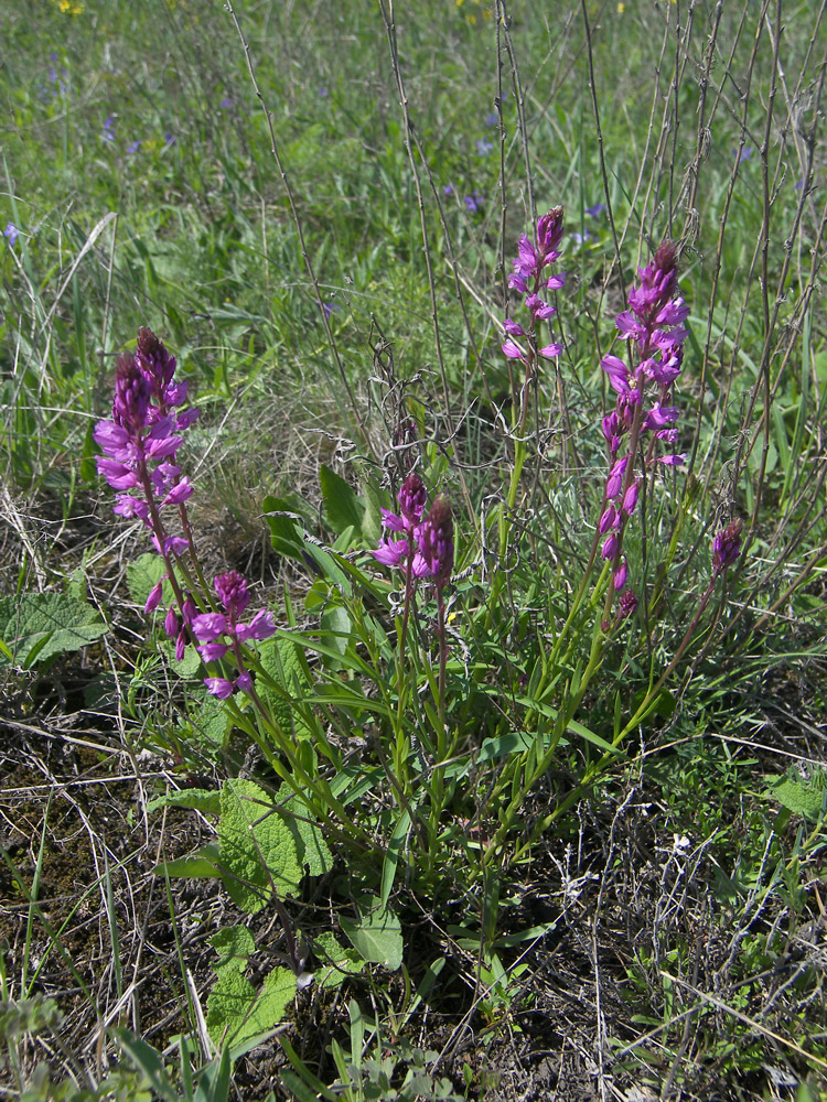 Image of Polygala comosa specimen.