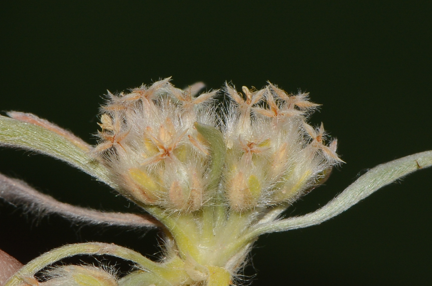 Изображение особи Plantago ciliata.