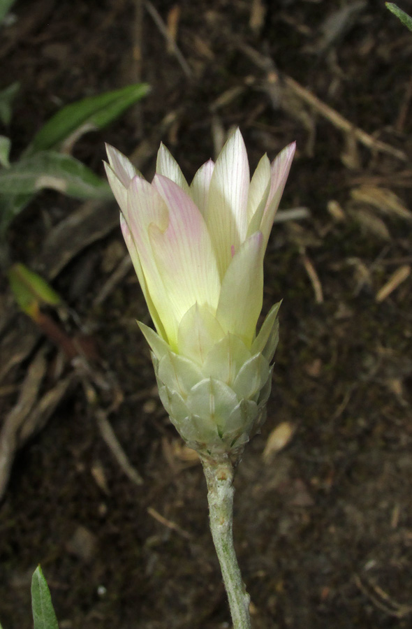 Image of Xeranthemum annuum specimen.