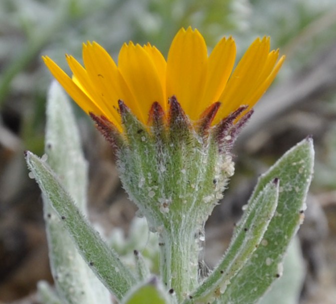 Image of Calendula bicolor specimen.