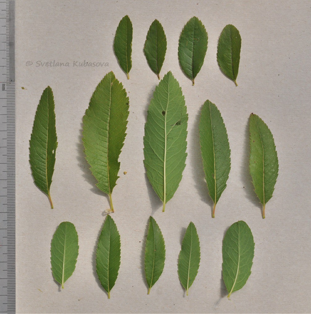 Image of Spiraea salicifolia specimen.