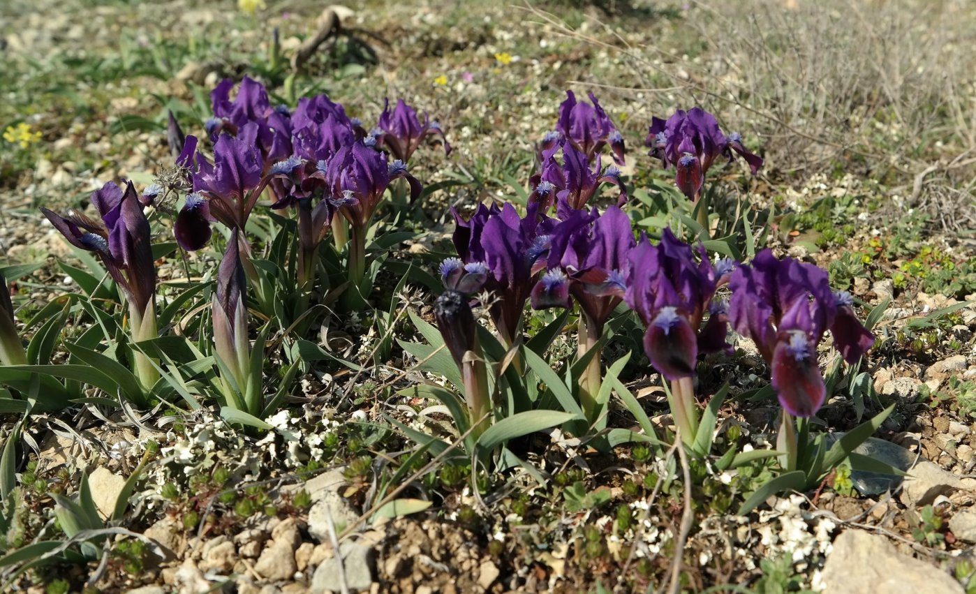 Image of Iris pumila specimen.