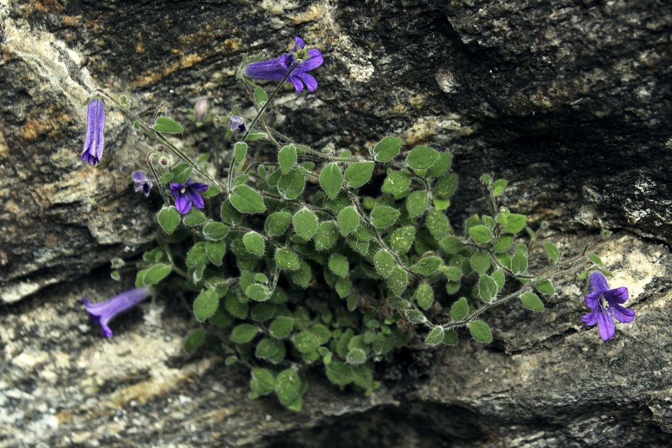 Image of Campanula cashmeriana specimen.